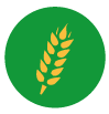 triticale · semillas