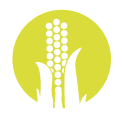 Ensayos grano