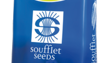 saco soufflet